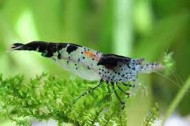 SF Aquatic™ 20 Blue Rili Shrimps High Grade Neocaridina Live Freshwater Aquarium Shrimps. Fully Mature Breeding Age. Live Arrival Guarantee.