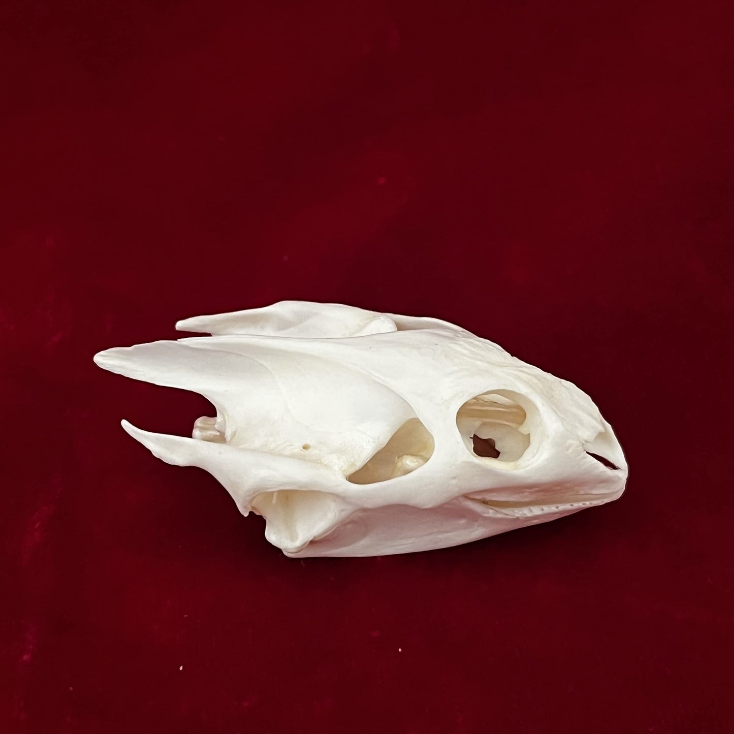 CLLOEAT Taxidermy Real Animals Skulls, Real Bones Specimen, Taxidermy Supplies for Science Education, Special Gift (Turtle Skull)