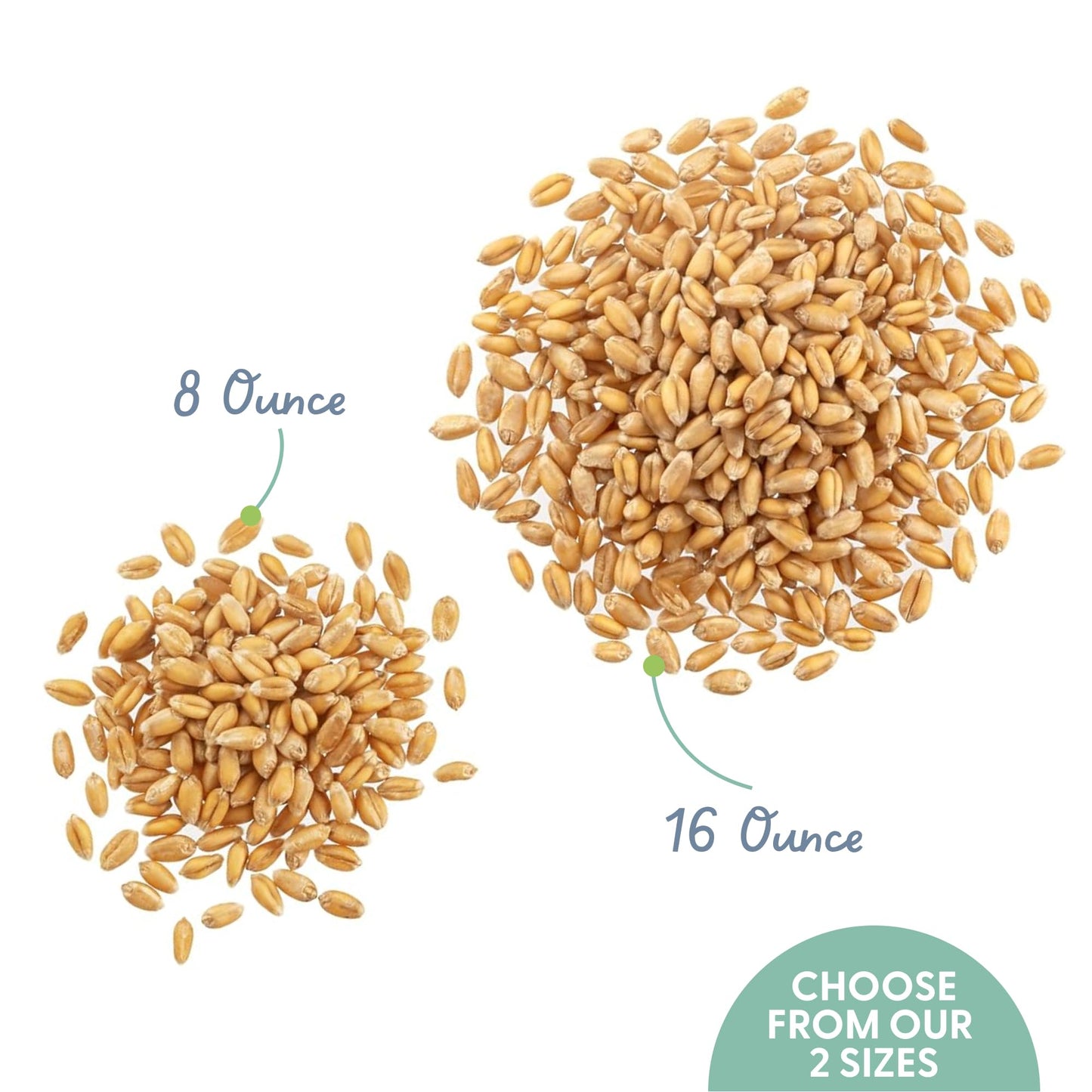 The Cat Ladies 100% Organic Cat Grass Seeds - Cat Grass for Indoor Cats - (Non GMO) 16 oz