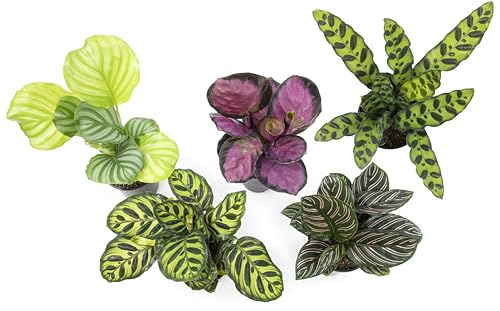 Calathea Prayer Plants Live House Plants (4PK), Pet Friendly Indoor Plants, Prayer Plant Houseplant Pack, Grower's Choice Calathea Plant Mix, Live Houseplants for Home and Office by Plants for Pets