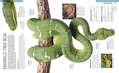 Snake: The Essential Visual Guide