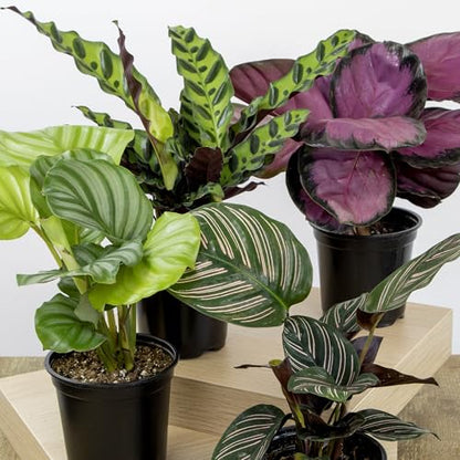 Calathea Prayer Plants Live House Plants (4PK), Pet Friendly Indoor Plants, Prayer Plant Houseplant Pack, Grower's Choice Calathea Plant Mix, Live Houseplants for Home and Office by Plants for Pets