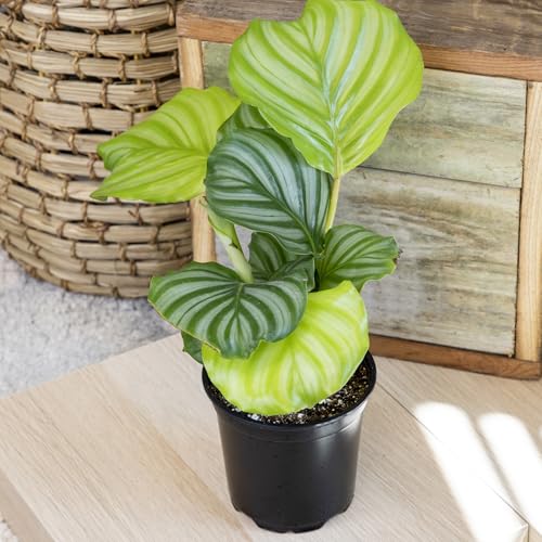 Calathea Prayer Plants Live House Plants (4PK), Pet Friendly Indoor Plants, Prayer Plant Houseplant Pack, Grower's Choice Calathea Plant Mix, Live Houseplants for Home and Office by Plants for Pets