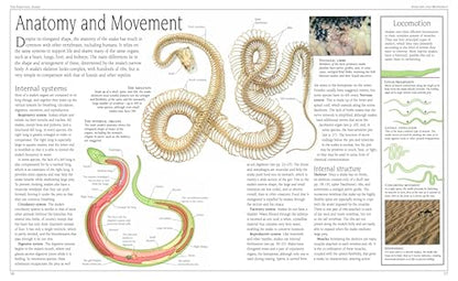 Snake: The Essential Visual Guide