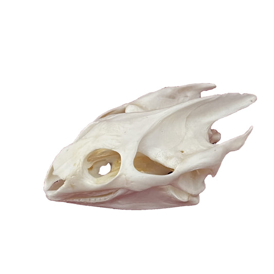 CLLOEAT Taxidermy Real Animals Skulls, Real Bones Specimen, Taxidermy Supplies for Science Education, Special Gift (Turtle Skull)