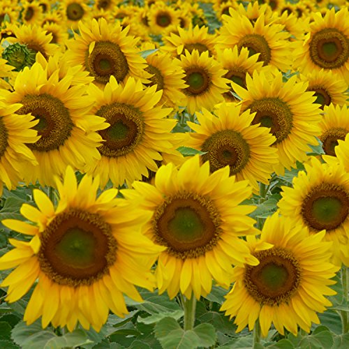 Babo Botanicals Super Shield SPF 50 Stick Sunscreen - 70% Organic Ingredients - Natural Zinc Oxide - For all ages - NSF & MADE SAFE Certified - EWG Verified - Water Resistant - Fragrance-Free