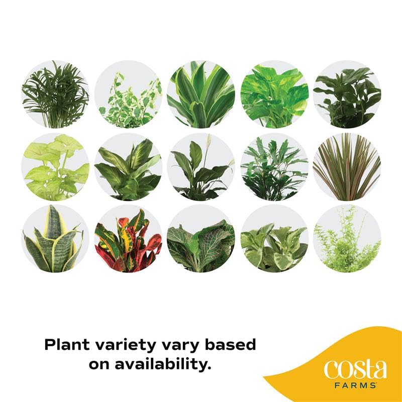 Costa Farms Live Plants (Pack of 6), Easy to Grow Live Indoor Houseplants in 3.8-Inch Plant Pots, Hand-Selected Varieties, Home and Room Decor, 8-10 Inches Tall