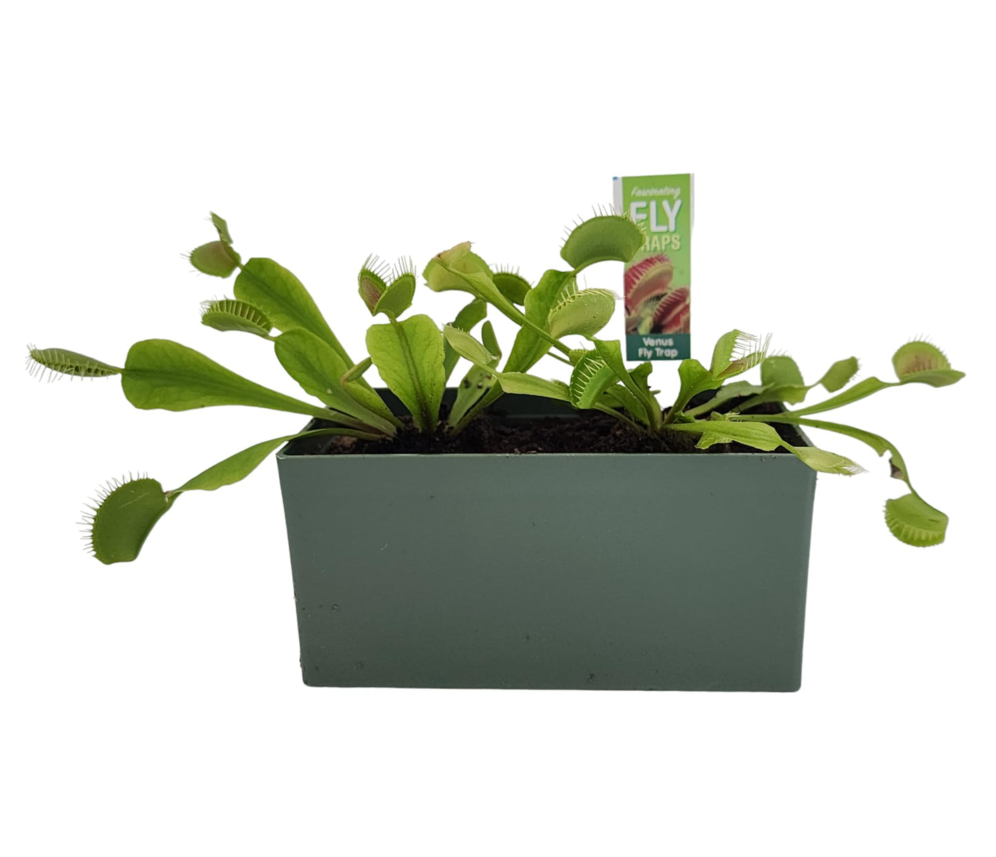 Unique Gardener Grow Your Own Venus Fly Trap, Complete Kids and Adults Square Terrarium Starter Kit to Plant Fascinating Man Eating Fly Traps, Includes All Supplies for Indoor Flytrap Terrariums