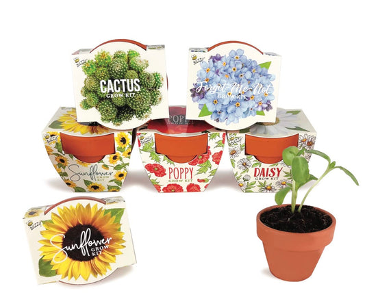 Buzzy Seeds Terracotta Mini Grow Pots | Herb, Plant, Flower Starter Kit for Kids & Adults | Assorted 6-Pack, Daydream Collection | Guaranteed to Grow | Best Indoor-Outdoor Gardening Gift