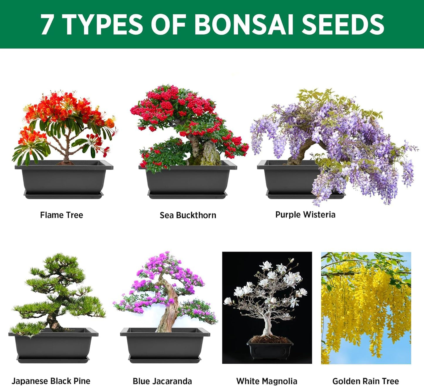 REALPETALED Bonsai Starter Kit – Japanese Bonsai Tree Kit 7 Seeds Pots – Complete Grow Your Own – Plant Lover Gifts Home Gifts for Men and Women