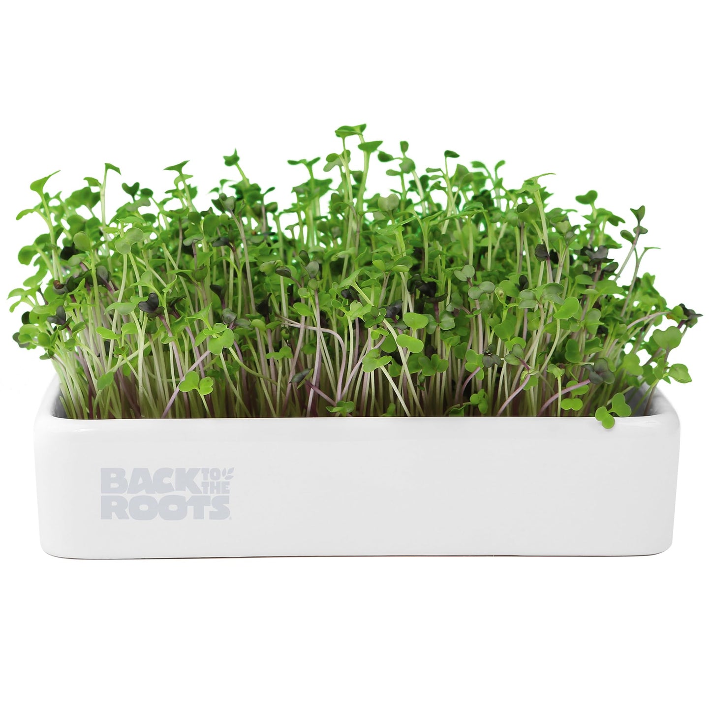 Back to the Roots Organic Microgreens Grow Kit with Ceramic Planter, Expandable Soil, Organic Seeds, and Germination Lid