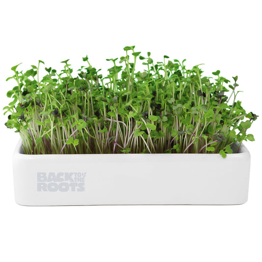 Back to the Roots Organic Microgreens Grow Kit with Ceramic Planter, Expandable Soil, Organic Seeds, and Germination Lid