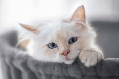 SHA CERLIN Cat Tree 36 Inches Cat Tower with Hammock, Sisal Scratching Post for Indoor Kittens, Small Room, Grey