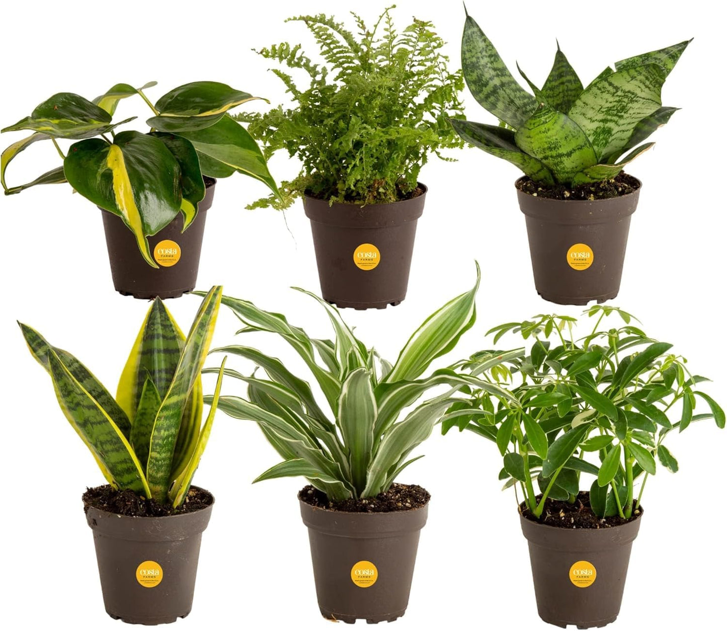Costa Farms Live Plants (Pack of 6), Easy to Grow Live Indoor Houseplants in 3.8-Inch Plant Pots, Hand-Selected Varieties, Home and Room Decor, 8-10 Inches Tall