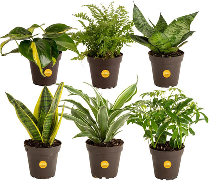 Costa Farms Live Plants (Pack of 6), Easy to Grow Live Indoor Houseplants in 3.8-Inch Plant Pots, Hand-Selected Varieties, Home and Room Decor, 8-10 Inches Tall