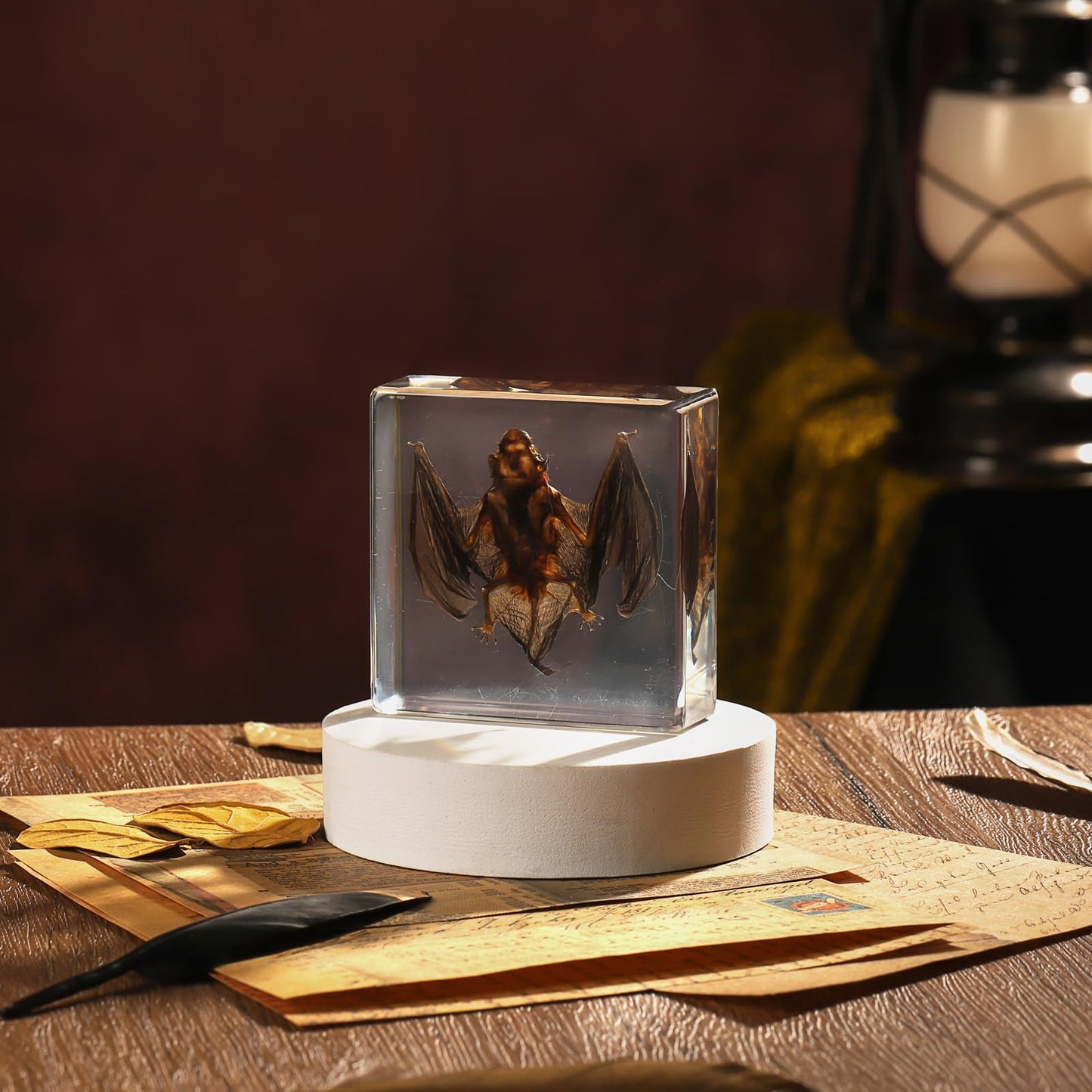 Taxidermy Bat, Real Bat Specimens Animal Specimen in Resin for Science Classroom Science Education, Great Gift for Fans of Taxidermy, Animal Skull, Oddities, Biology(3 x 3 x 1 inch)