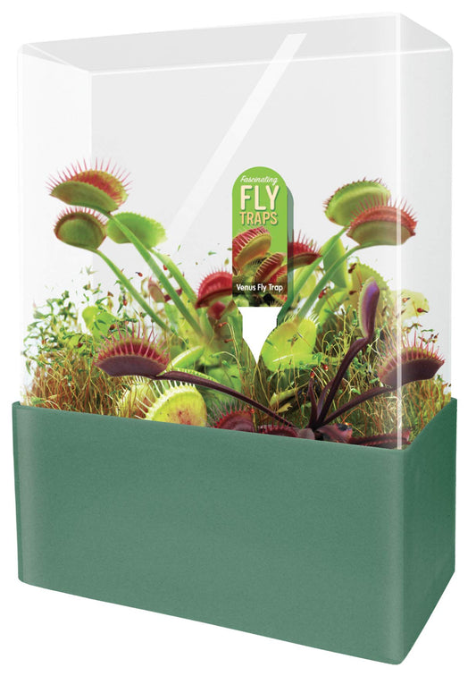 Unique Gardener Grow Your Own Venus Fly Trap, Complete Kids and Adults Square Terrarium Starter Kit to Plant Fascinating Man Eating Fly Traps, Includes All Supplies for Indoor Flytrap Terrariums