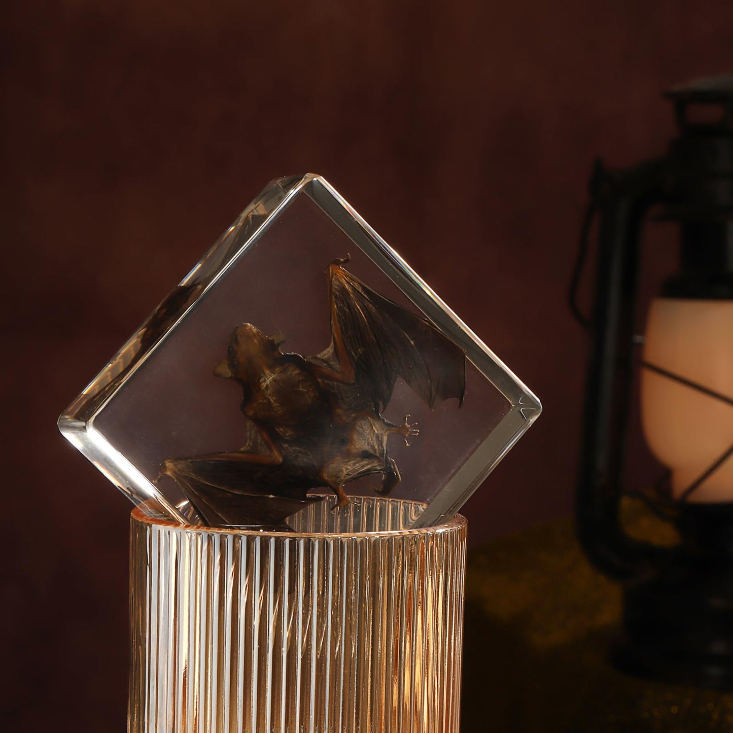 Taxidermy Bat, Real Bat Specimens Animal Specimen in Resin for Science Classroom Science Education, Great Gift for Fans of Taxidermy, Animal Skull, Oddities, Biology(3 x 3 x 1 inch)