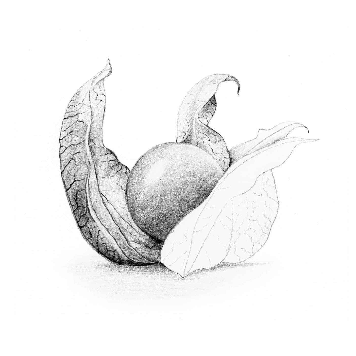 STAEDTLER Mars Tehnical Mechanical Pencil, 2mm (#2) Lead Holder with Built-in Sharpener - Drawing & Sketching Pencil with Metal Clip & Push-Button Lead Advance