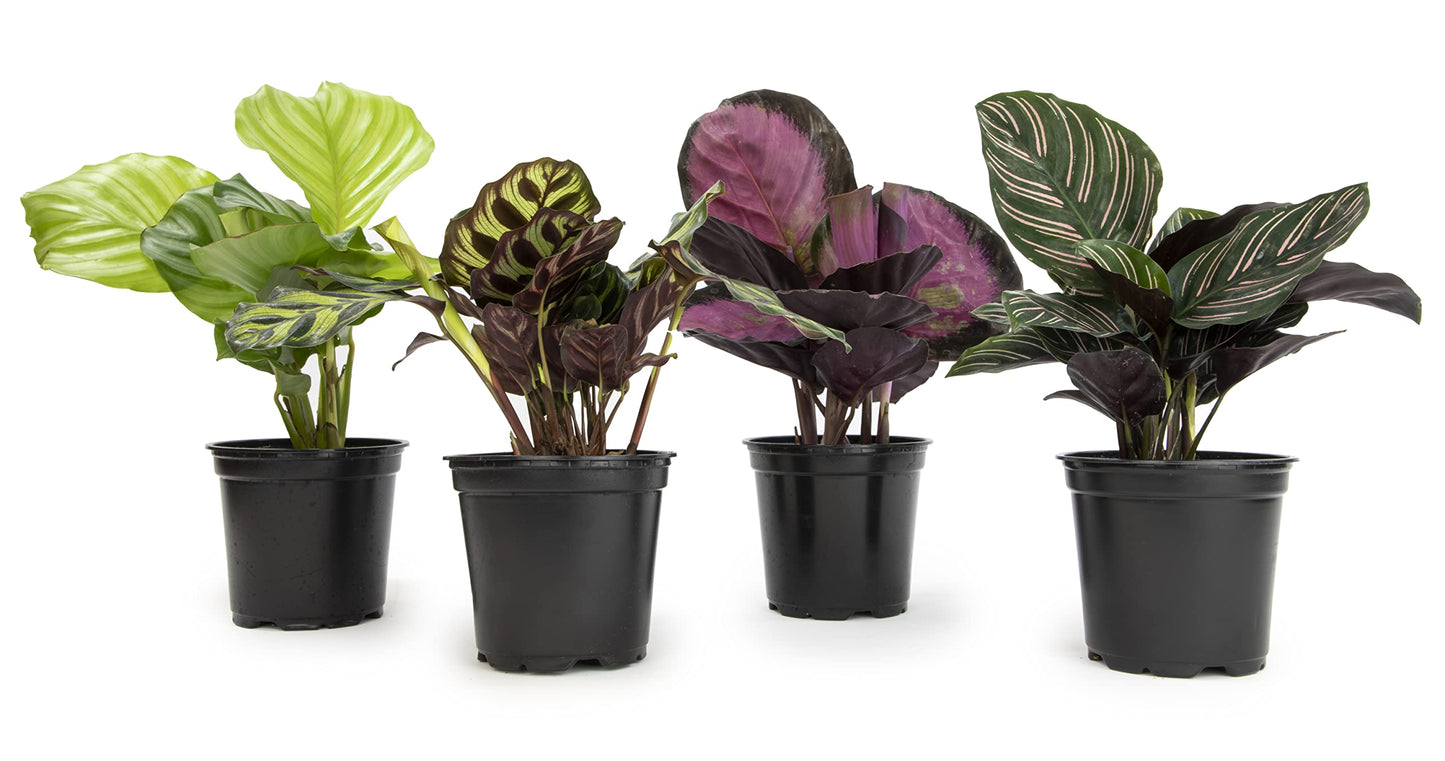 Calathea Prayer Plants Live House Plants (4PK), Pet Friendly Indoor Plants, Prayer Plant Houseplant Pack, Grower's Choice Calathea Plant Mix, Live Houseplants for Home and Office by Plants for Pets