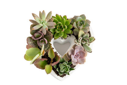 Costa Farms Mini Succulent DIY Heart Kit Fully Rooted, 2-inch Live Indoor Plant, 4-Inches Tall, Heart Frame DIY Kit, Housewarming Gift, Room Decor