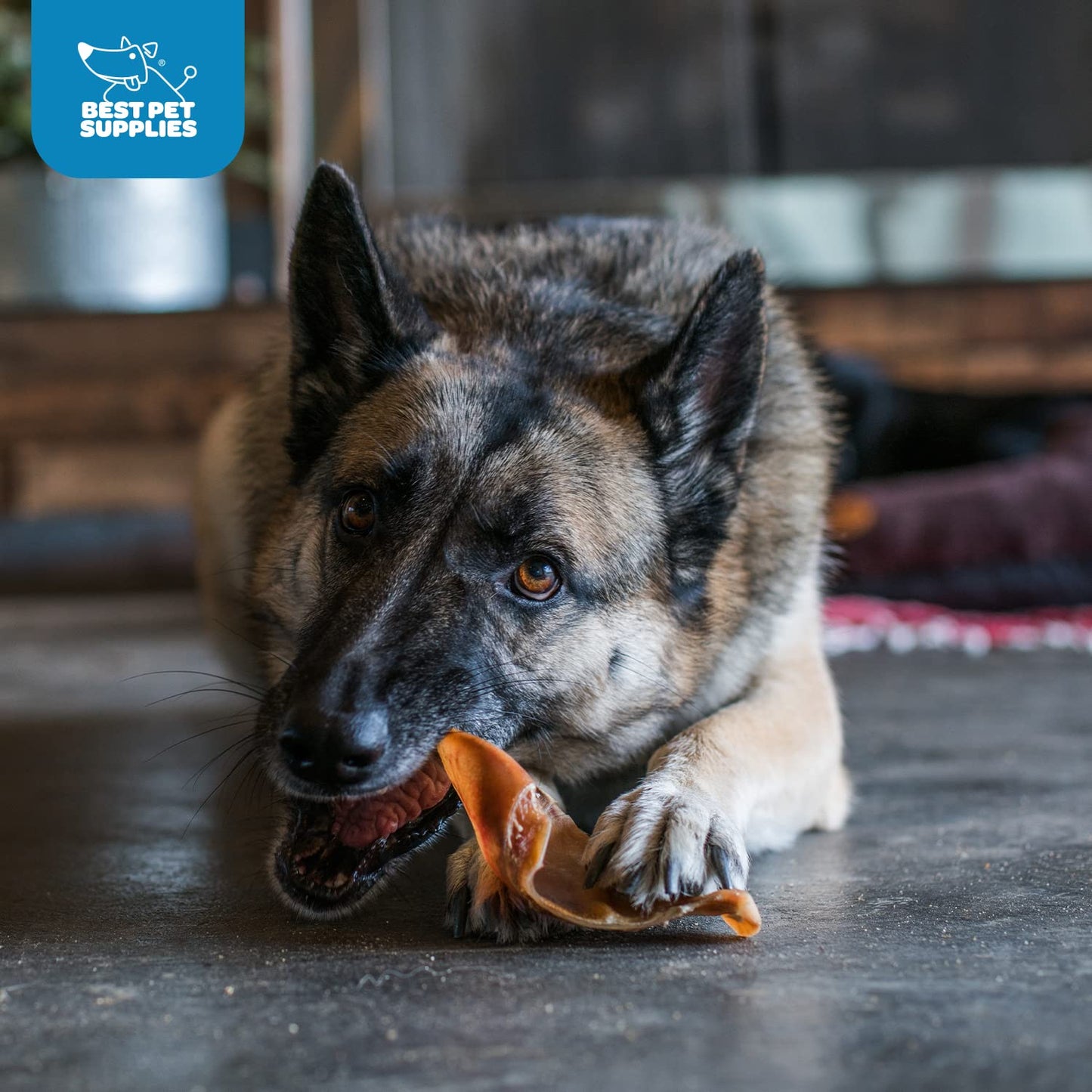 Best Pet Supplies GigaBite Roasted Pig Ears for Dogs - Natural Dog Chews, Roasted Pigs Ears, Safe for Puppies and Aggressive Chewers, Cleans Teeth and Gums - Pack of 25