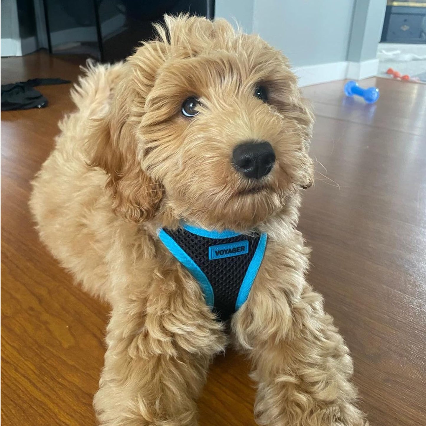 Best Pet Supplies - All Weather Mesh, Reflective, No Pull Harness for Small, Medium Dogs, Cats - Secure with Hook & Loop Fastener, Buckle, Double D-Rings - Black/Blue Trim, M