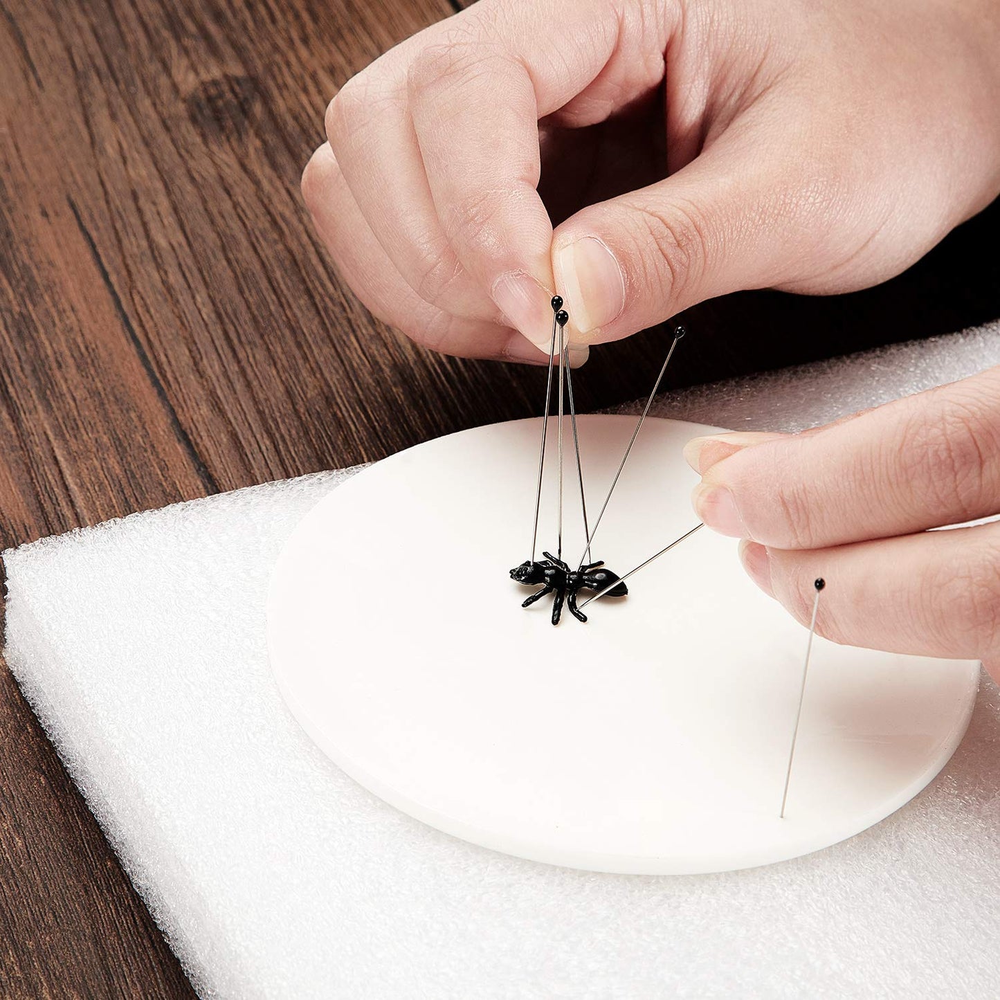 WILLBOND Stainless Steel Insect Pins Kit Specimen Entomology Pins Butterfly Collections Variety Pack for School Entomology Display Butterfly Collectors(500 Pieces,5 Sizes)