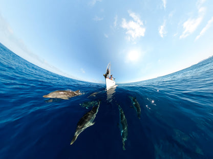 GoPro MAX — Waterproof 360 + Traditional Action Camera with Touch Screen Spherical 5.6K30 HD Video 16.6MP 360 Photos 1080p Live Streaming Stabilization