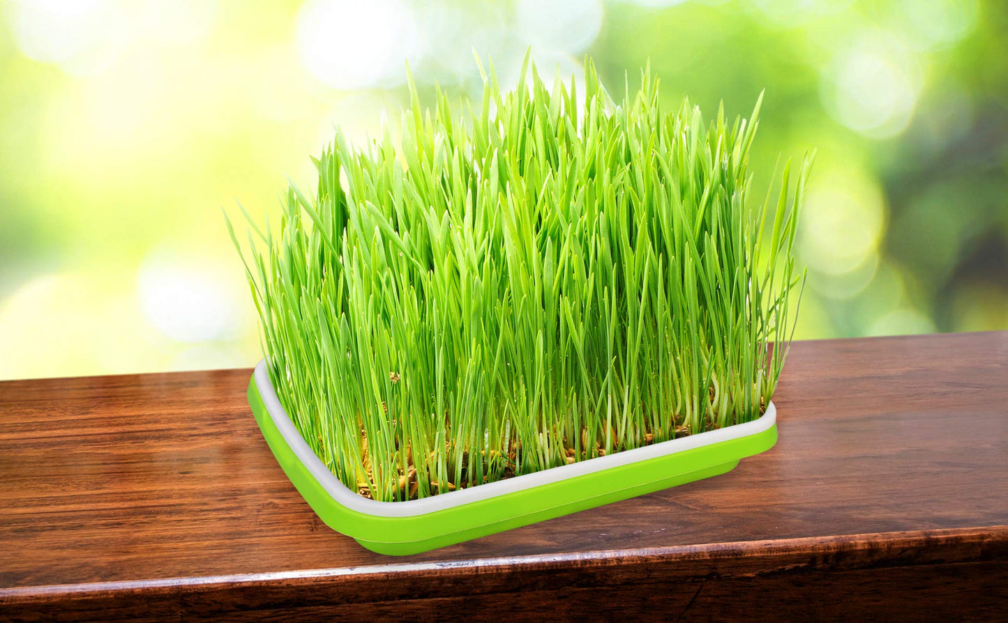 Gardzen 5-Pack Sprouts Growing Kit, Bean Sprouts Tray, Soil-Free Sprouting Tray, Ideal for Mung, Wheatgrass, Indoor Gardening