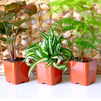 Easy to Grow Houseplants (Pack of 6), Live House Plants in Containers, Growers Choice Plant Set in Planters with Potting Soil Mix, Home Décor Planting Kit or Outdoor Garden Gifts by Plants for Pets