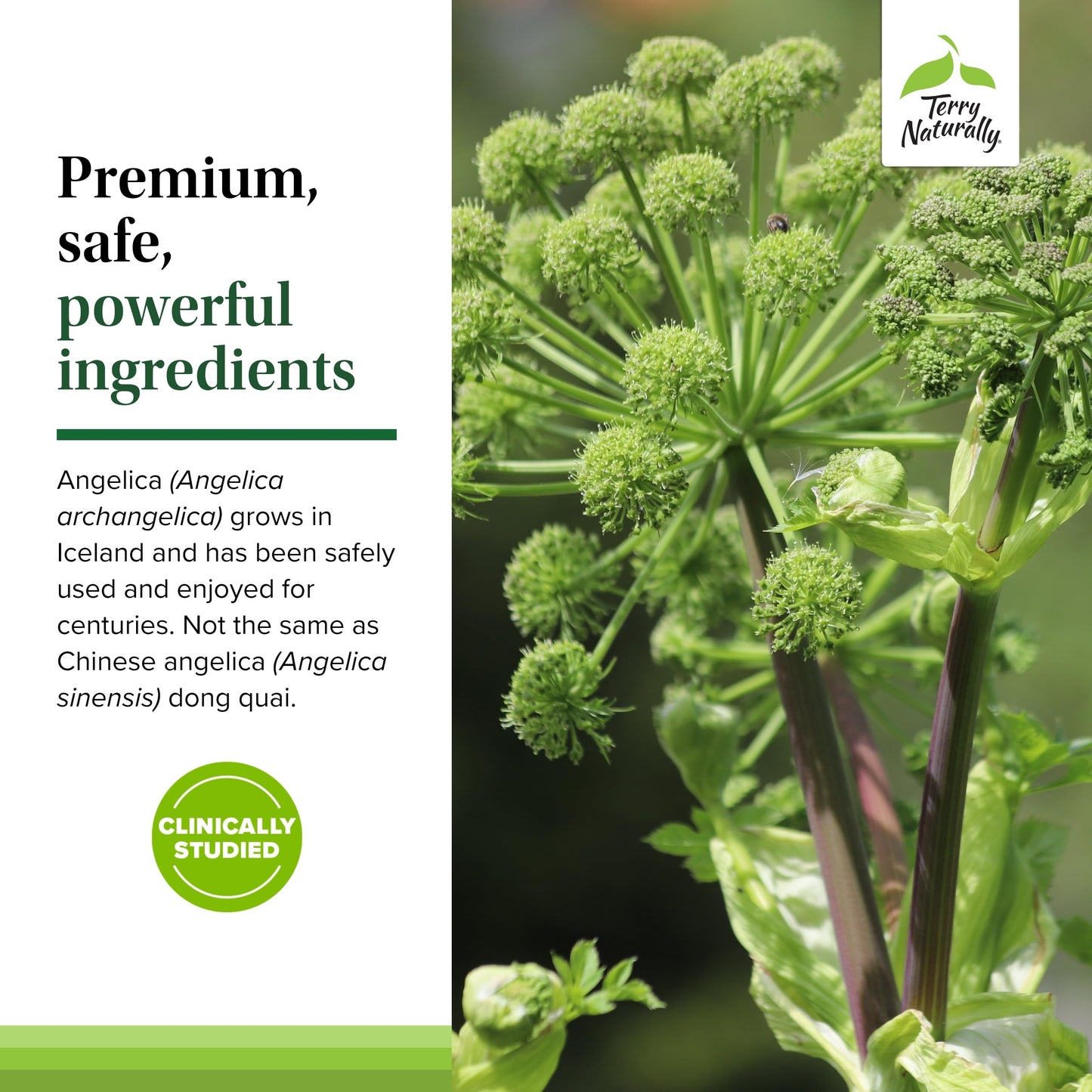 Terry Naturally SagaPro Bladder - Bladder Support Supplement - Dietary Supplement with Angelica Leaf Extract - Vegan Capsules to Aid Urinary Tract Function & Health - 60 Capsules