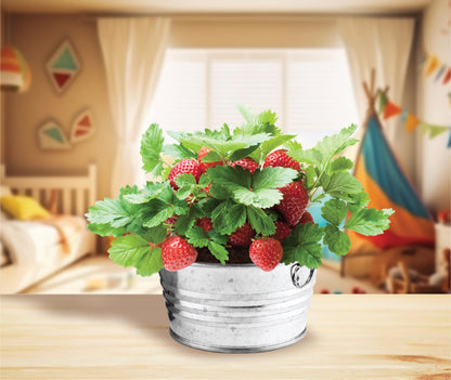 Buzzy Seeds Kids Mini Basin Seed Grow Kit, Strawberry, Kids Collection | Flower Starter Kit for Kids & Adults | Guaranteed to Grow | Best Indoor Grow Your Own Plant Gardening Gift