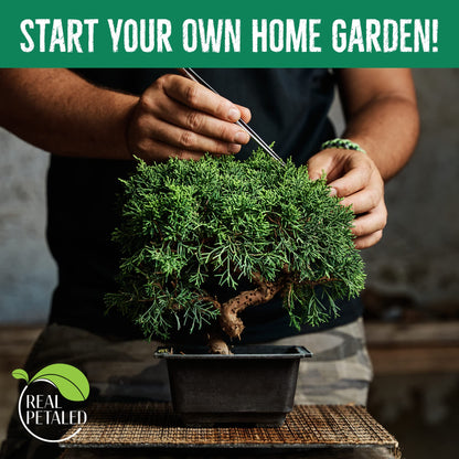 REALPETALED Bonsai Starter Kit – Japanese Bonsai Tree Kit 7 Seeds Pots – Complete Grow Your Own – Plant Lover Gifts Home Gifts for Men and Women