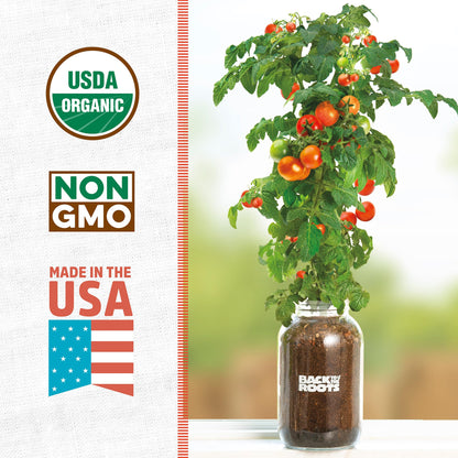 Back to the Roots Cherry Tomato Organic Windowsill Planter Kit - Grows Year Round, Includes Everything Needed For Planting