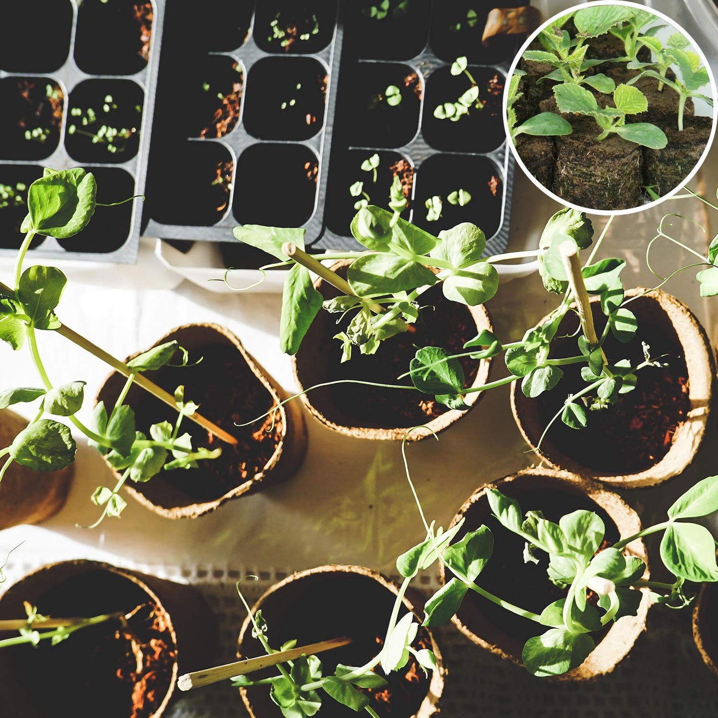 ZeeDix 100 Pcs 30mm Peat Pellets Seed Starter Soil Pods Plugs for Vegetable, Seedling Soil Block Compressed Peat Nutrient Seed Pods for Planting Easy Transplant