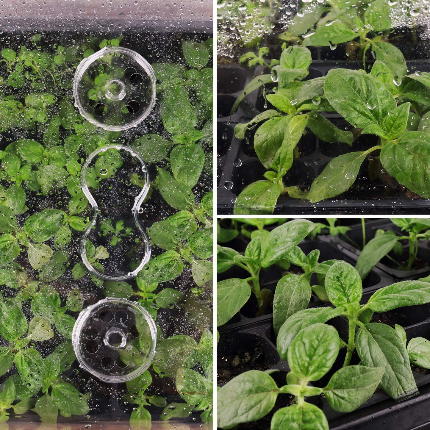 [Thick Plastic] 3-Set Strong Seed Starter Trays with 5" Humidity Domes for Seed Starting, Germination, Seedling Propagation & Plant Growing, Holds 144 Cells in Total