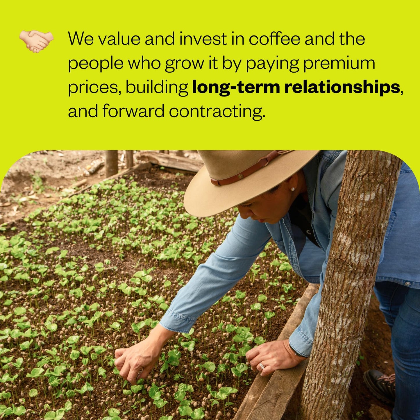 Counter Culture Coffee - Whole Bean Coffee - Freshly Roasted Coffee Beans - Premium Coffee - Multiple Flavors - One 12 Ounce Bag of Each (Hologram)