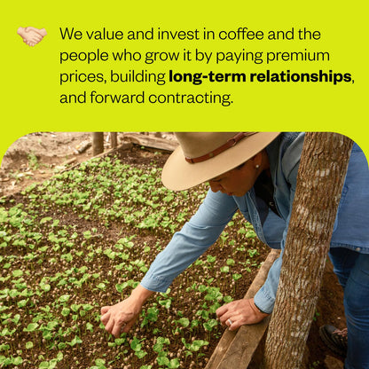 Counter Culture Coffee - Whole Bean Coffee - Freshly Roasted Coffee Beans - Premium Coffee - Multiple Flavors - One 12 Ounce Bag of Each (Hologram)