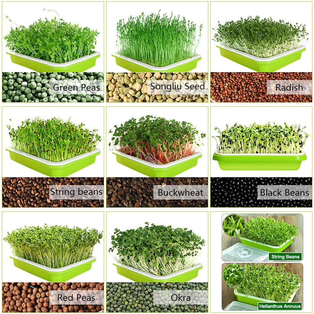 SUNPRO 2-Pack Seed Sprouter Tray BPA Free PP Soil-Free Big Capacity Healthy Wheatgrass Grower Sprouting Container Kit with Lid (2, Green)