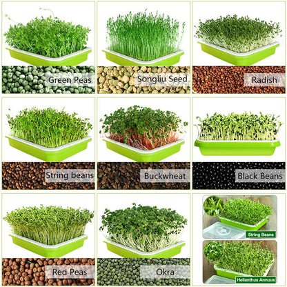 SUNPRO 2-Pack Seed Sprouter Tray BPA Free PP Soil-Free Big Capacity Healthy Wheatgrass Grower Sprouting Container Kit with Lid (2, Green)