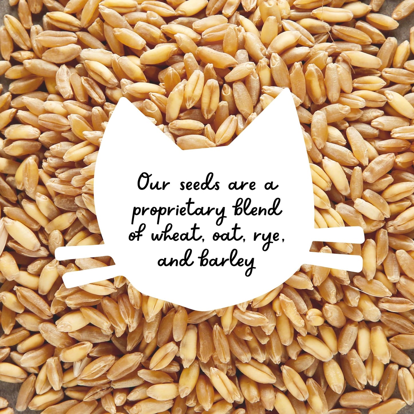 The Cat Ladies 100% Organic Cat Grass Seeds - Cat Grass for Indoor Cats - (Non GMO) 16 oz