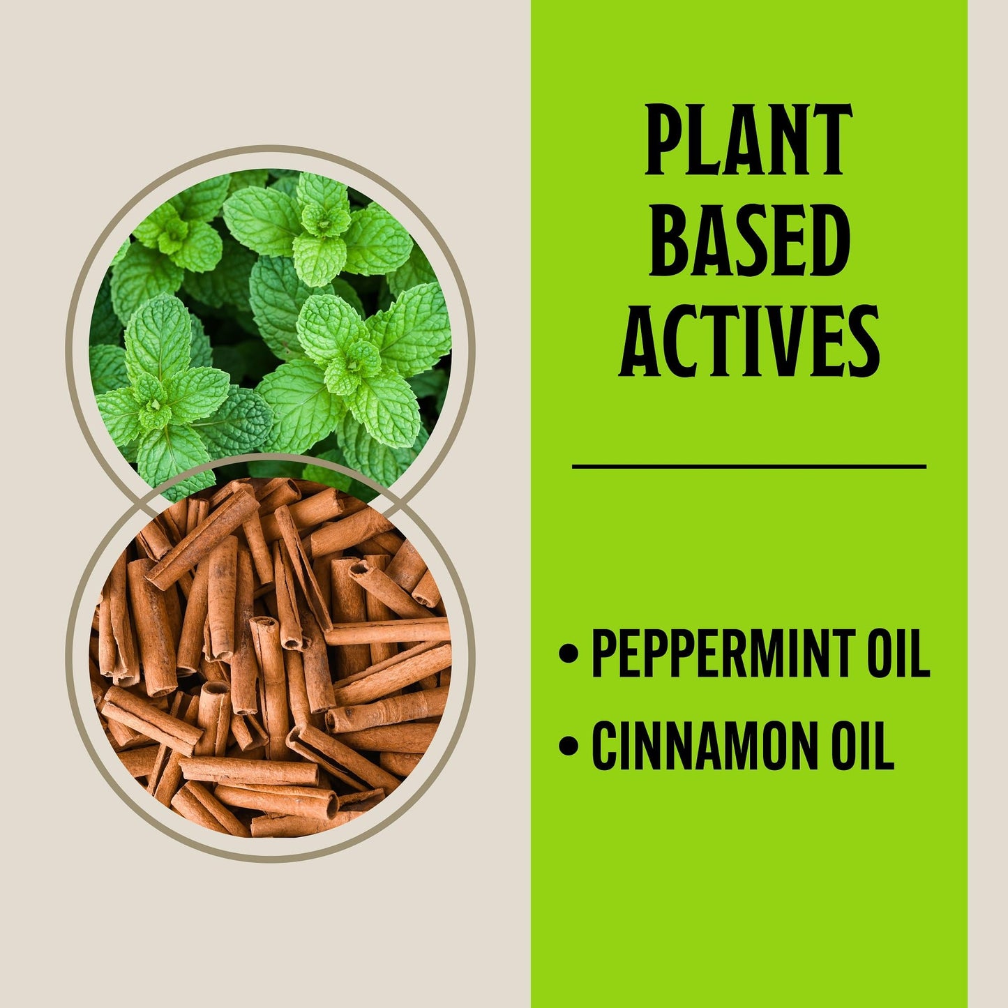 Grandpa Gus's Extra-Strength Mouse Repellent Pouches, Cinnamon/Peppermint Oils Repel Mice from Nesting & Freshen Air in Car/RV/Boat/Garage/Shed/Cabin, 1.75 oz (Pack of 10)