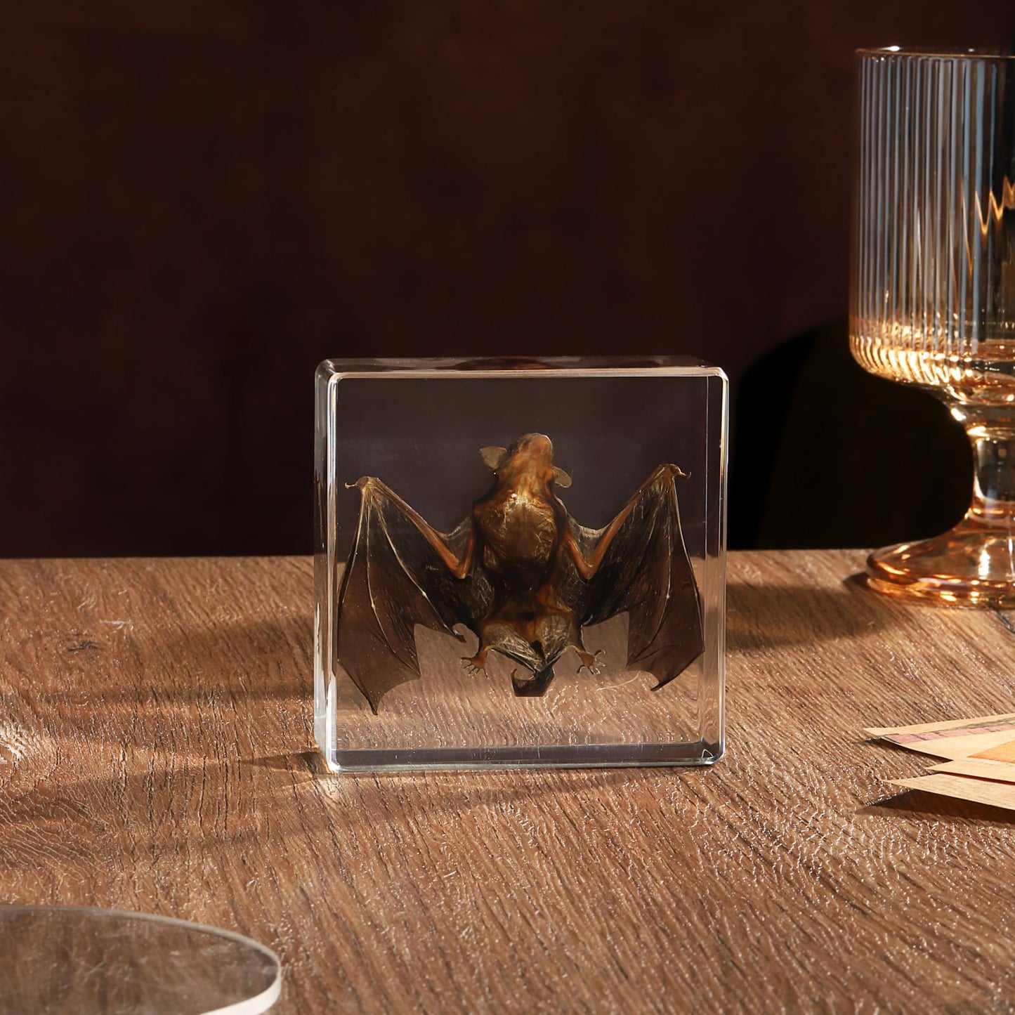 Taxidermy Bat, Real Bat Specimens Animal Specimen in Resin for Science Classroom Science Education, Great Gift for Fans of Taxidermy, Animal Skull, Oddities, Biology(3 x 3 x 1 inch)