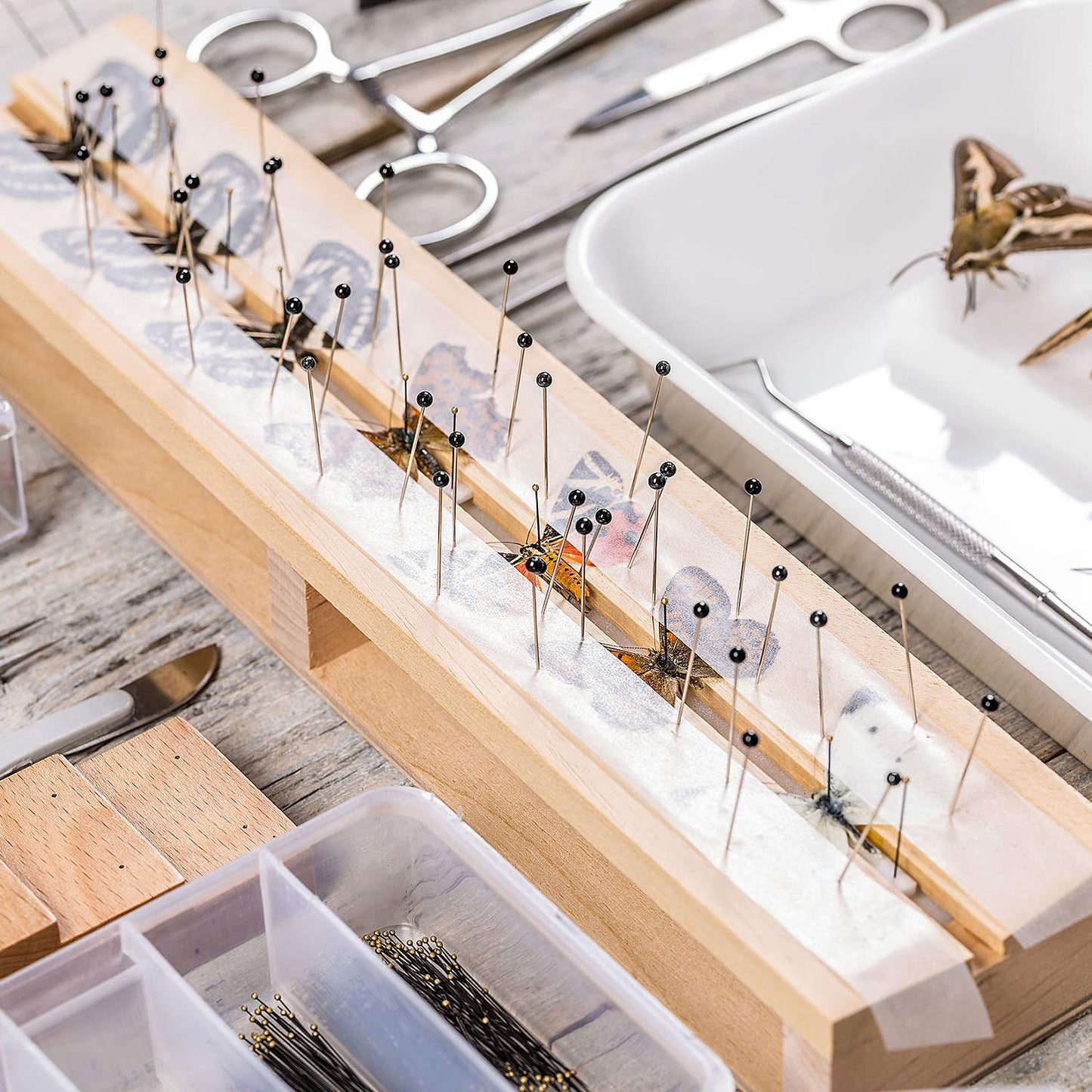 WILLBOND Stainless Steel Insect Pins Kit Specimen Entomology Pins Butterfly Collections Variety Pack for School Entomology Display Butterfly Collectors(500 Pieces,5 Sizes)