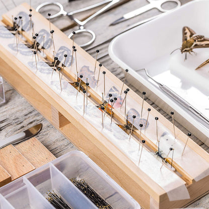 WILLBOND Stainless Steel Insect Pins Kit Specimen Entomology Pins Butterfly Collections Variety Pack for School Entomology Display Butterfly Collectors(500 Pieces,5 Sizes)