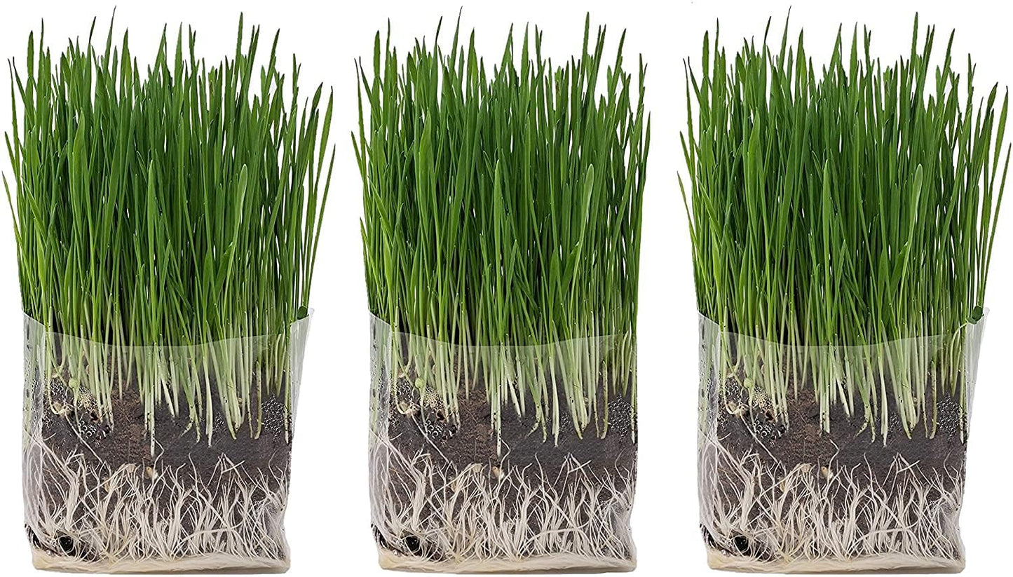 The Cat Ladies Cat Grass Grow Bag Kit, Organic Cat Grass for Indoor Cats, Cat Grass Seeds, Soil & Grow Bags 3 Pack