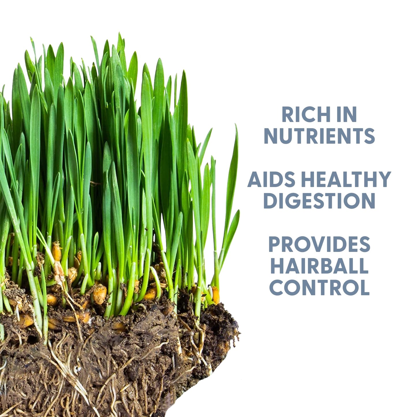 The Cat Ladies 100% Organic Cat Grass Seeds - Cat Grass for Indoor Cats - (Non GMO) 16 oz