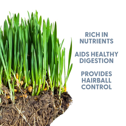 The Cat Ladies 100% Organic Cat Grass Seeds - Cat Grass for Indoor Cats - (Non GMO) 16 oz