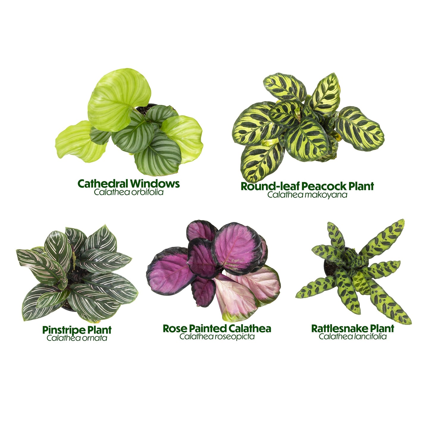 Calathea Prayer Plants Live House Plants (4PK), Pet Friendly Indoor Plants, Prayer Plant Houseplant Pack, Grower's Choice Calathea Plant Mix, Live Houseplants for Home and Office by Plants for Pets